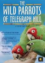 the-wild-parrots